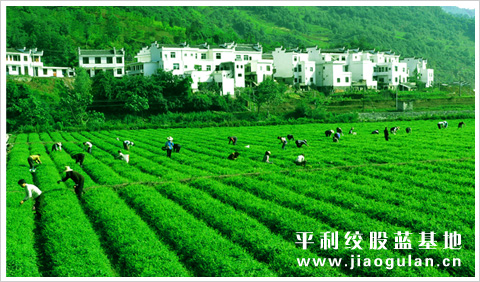 陕西平利绞股蓝基地