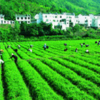 陕西平利绞股蓝基地