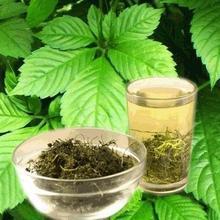 绞股蓝是否可以祛痘