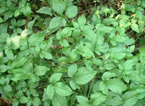 绞股蓝长寿功效怎么理解的