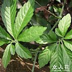 绞股蓝6