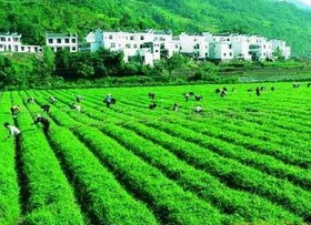 绞股蓝茶